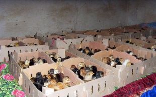 供應山東優(yōu)質小土雞，把握商機賺大錢